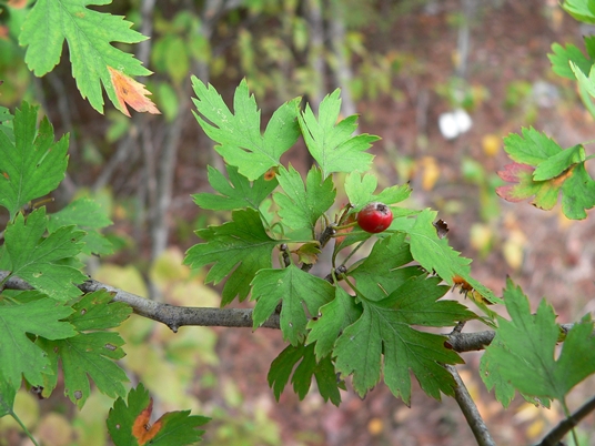 {Crataegus marshallii}